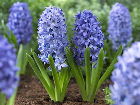 flower bulbs to plant in spring