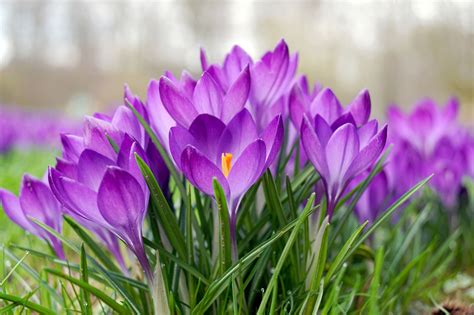 flower bulbs to plant in spring