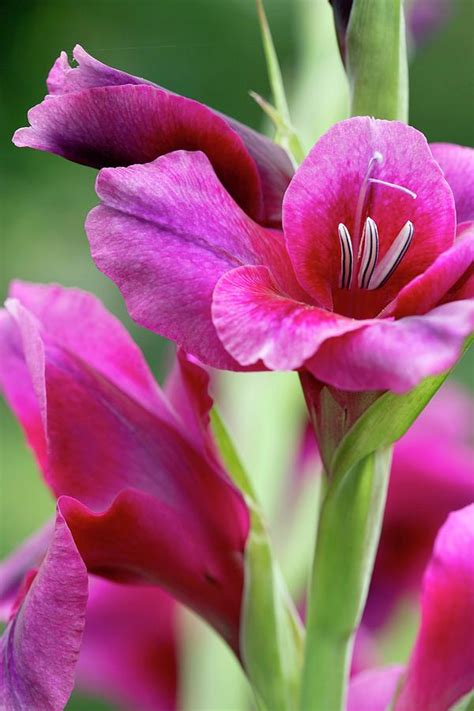 flower called gladiolus