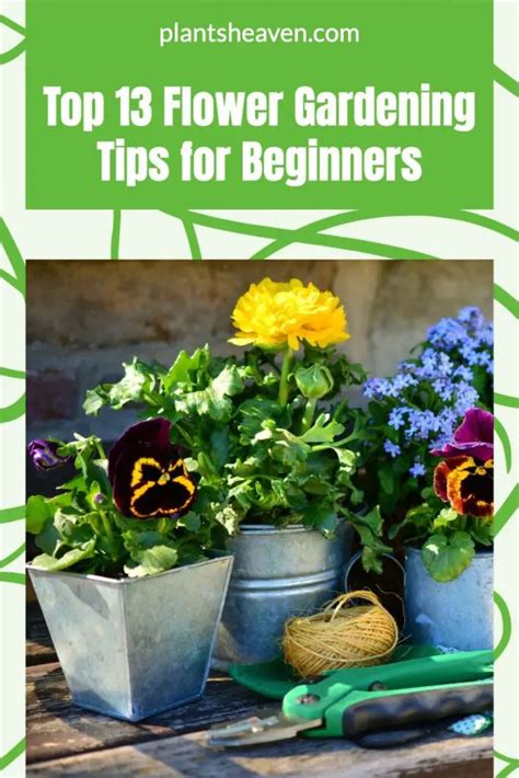 flower gardening tips for beginners