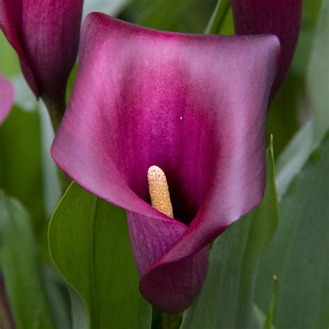 flower power calla lily