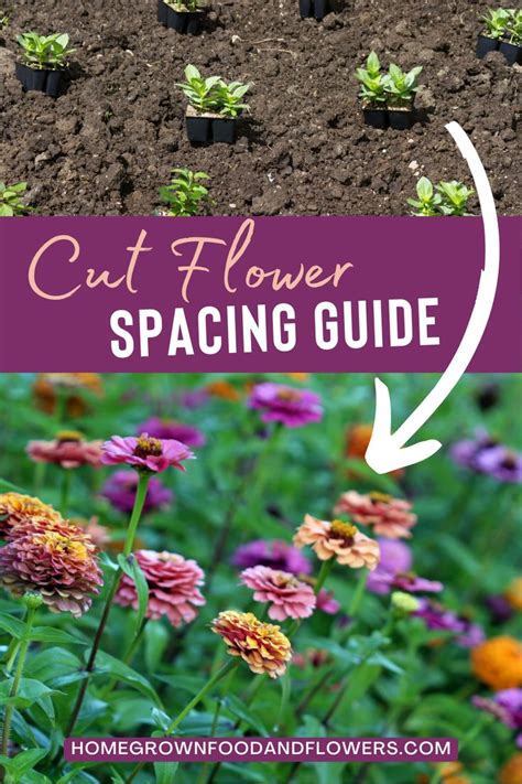 flower spacing guide