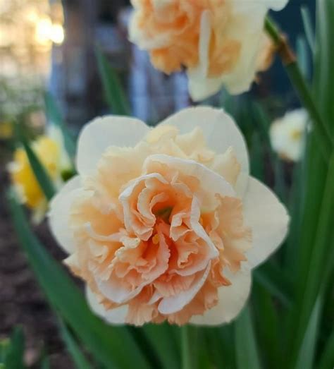 flower surprise daffodil
