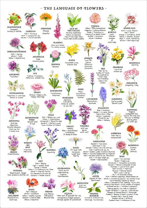 Flower Types Chart