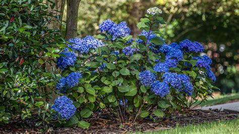 flowering bushes for shade