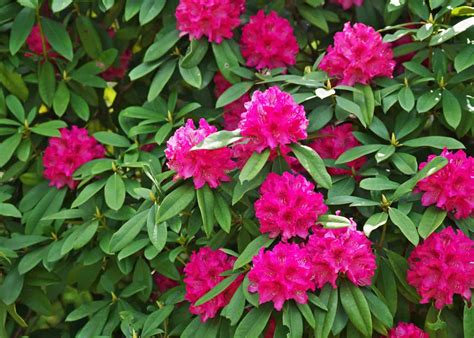 flowering bushes full sun