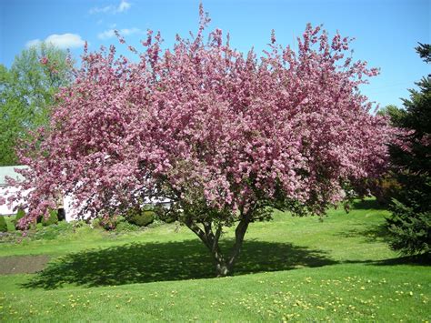 flowering crabapple trees