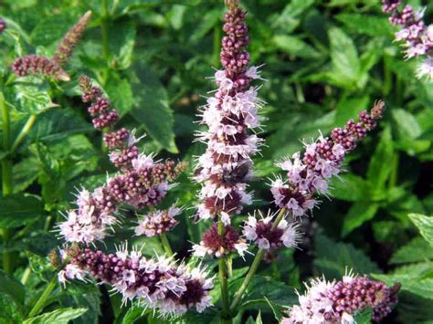flowering mint
