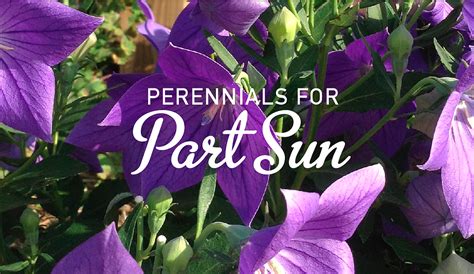 flowering partial sun plants