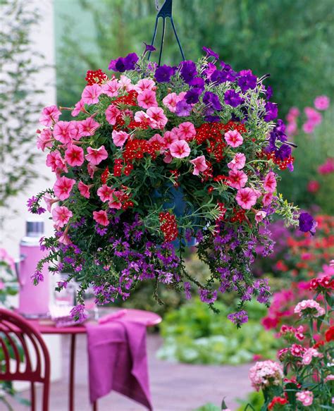 flowering plants for hanging baskets