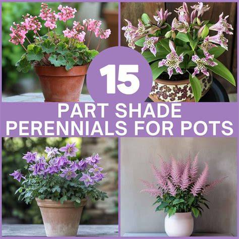 flowering plants for partial shade