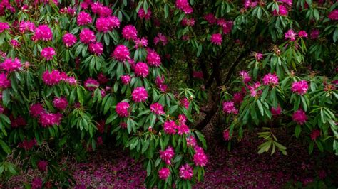 flowering shade shrub