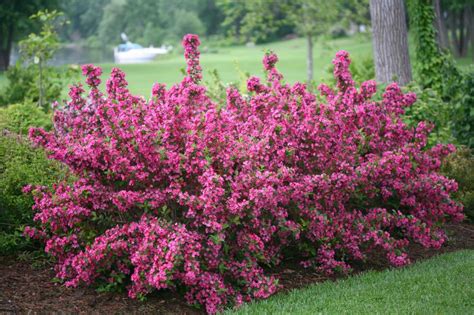 flowering shrubs for full sun