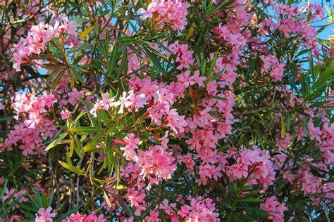 flowering shrubs for zone 9