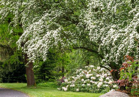 flowering trees nj