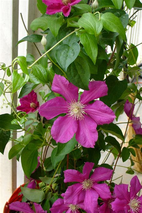 flowering vine plants