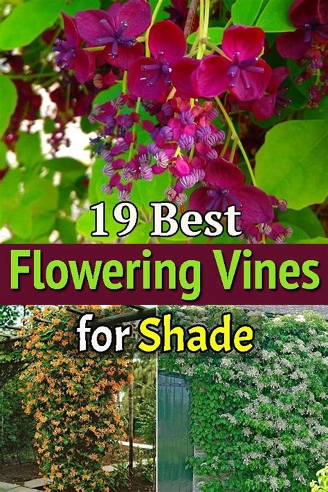 flowering vines for shade