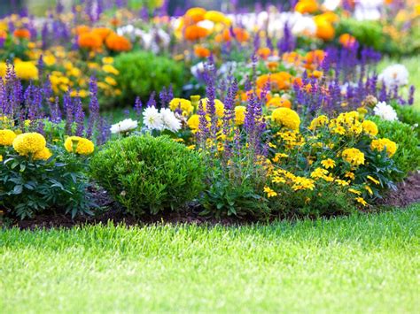 flowers and garden