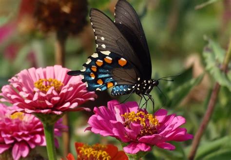 flowers for butterflies