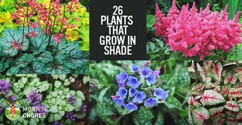 flowers for shady areas