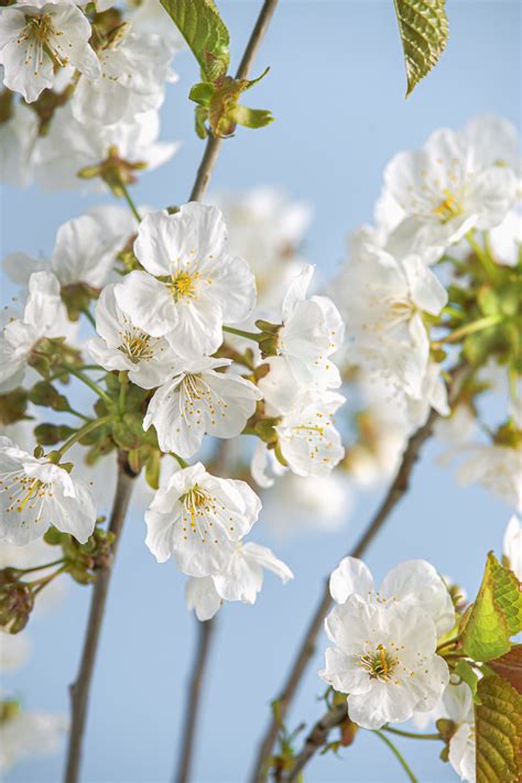 flowers on a tree