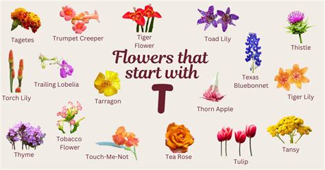 flowers starting with t