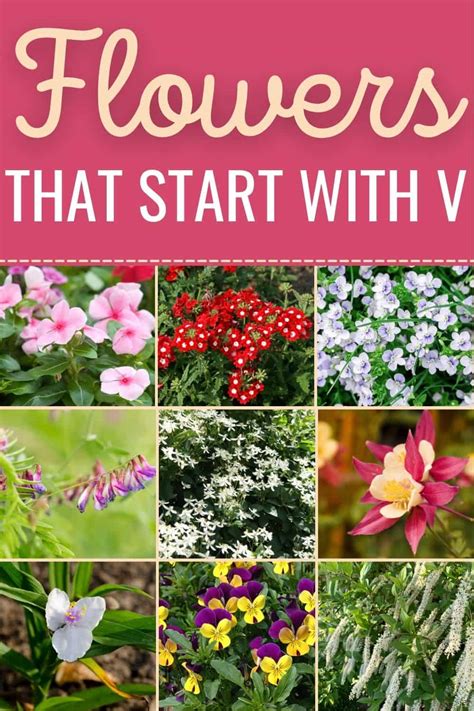 flowers starting with v
