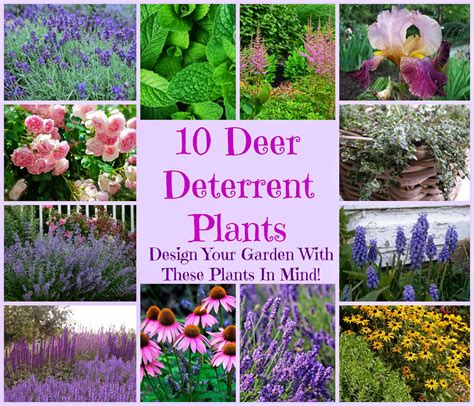 flowers that deter deer