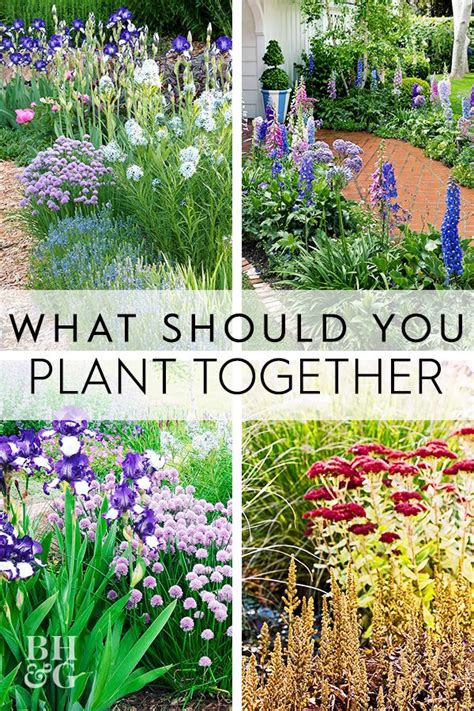Discover the Perfect Combinations of Flowers That Grow Well Together