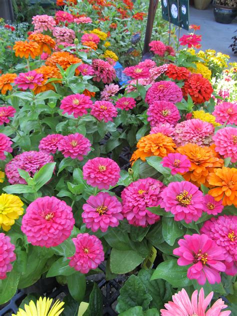 flowers that look similar to zinnias