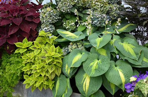 flowers that pair well with hostas