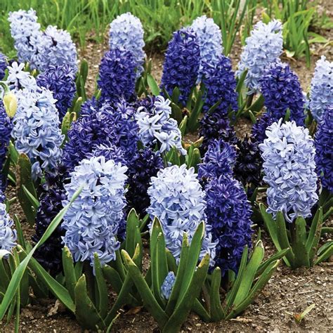 flowers that start with hyacinth