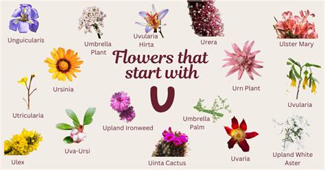 flowers that start with u