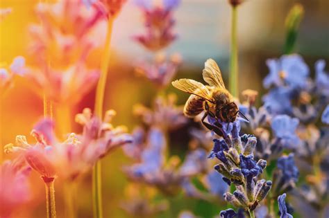 flowers to plant for bees