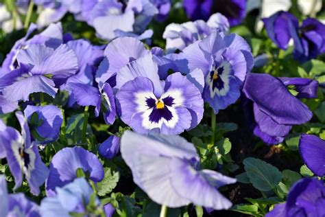 flowers to plant in march