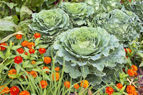 flowers to plant near vegetables