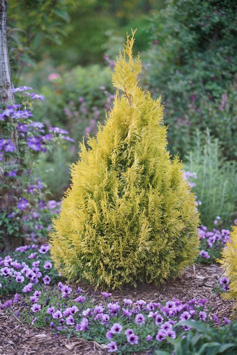 fluffy arborvitae
