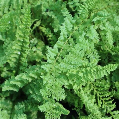 fluffy fern