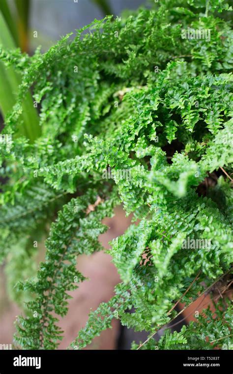 fluffy ruffle fern