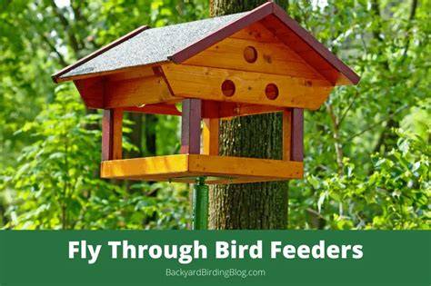 fly through bird feeders