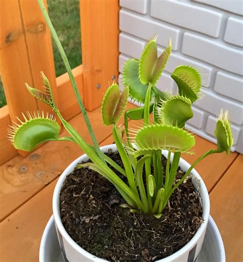 flytrap king