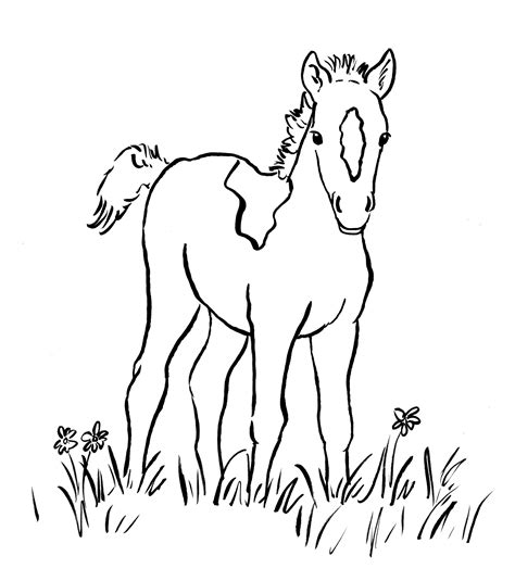 foal coloring pages