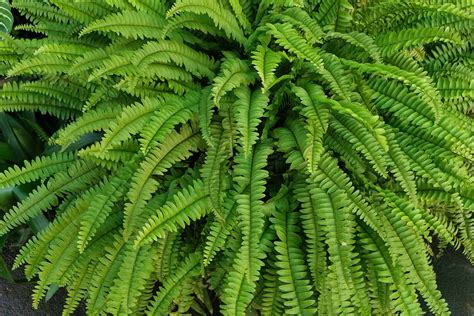 foliage and fern