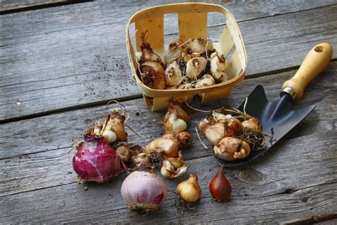 foliage bulbs