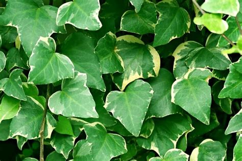 foliage ivy
