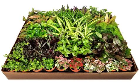 foliage mix plant