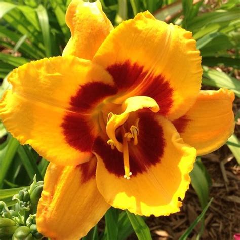 fooled me daylily