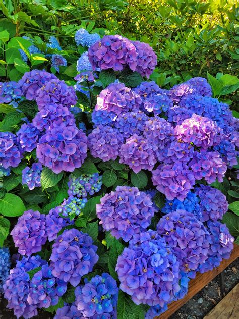 for hydrangeas