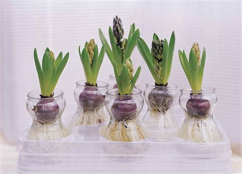 forcing hyacinth bulbs