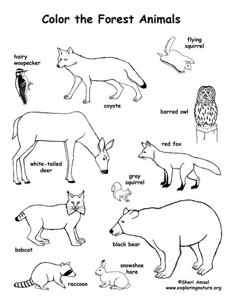 forest animals coloring pages pdf